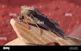 Attēlu rezultāti vaicājumam “Dypterygia scabriuscula”