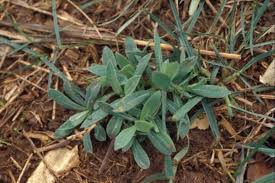 Attēlu rezultāti vaicājumam “Silene vulgaris leaf”
