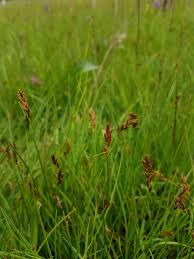 Attēlu rezultāti vaicājumam “Blysmus compressus leaf”