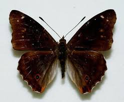 Attēlu rezultāti vaicājumam “Apatura iris male”