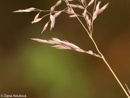 Attēlu rezultāti vaicājumam “Corynephorus canescens leaf”