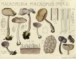 Attēlu rezultāti vaicājumam “Helvella macropus”