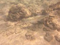 Image result for Albula glossodonta