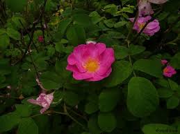 Image result for Rosengewächse