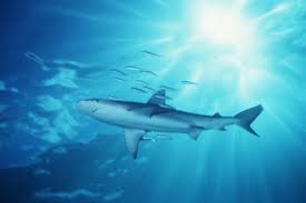 Image result for Carcharhinus galapagensis