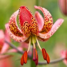 Attēlu rezultāti vaicājumam “Lilium martagon flower”