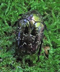 Attēlu rezultāti vaicājumam “Liocola lugubris”