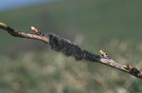 Attēlu rezultāti vaicājumam “Eriogaster lanestris”