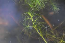 Attēlu rezultāti vaicājumam “Najas major”