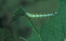 Attēlu rezultāti vaicājumam “Macaria wauaria”