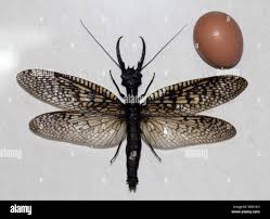 Attēlu rezultāti vaicājumam “Megaloptera”