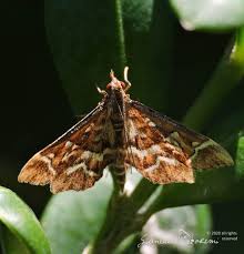 Attēlu rezultāti vaicājumam “Diasemia reticularis”