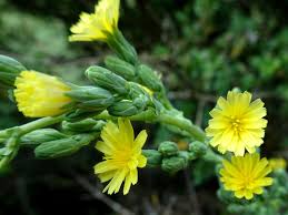 Attēlu rezultāti vaicājumam “Lactuca sativa flower”
