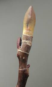 Attēlu rezultāti vaicājumam “Liriodendron tulipifera bud”