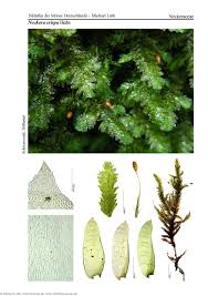 Attēlu rezultāti vaicājumam “Neckera crispa”