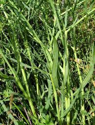 Attēlu rezultāti vaicājumam “Cribraria vulgaris stalked”