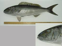 Image result for Aprion virescens