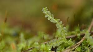 Attēlu rezultāti vaicājumam “Lophocolea bidentata”