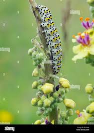 Attēlu rezultāti vaicājumam “Cucullia verbasci larva”