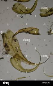 Attēlu rezultāti vaicājumam “Drepanocladus aduncus”