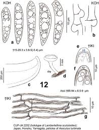 Attēlu rezultāti vaicājumam “Hymenoscyphus sp.”
