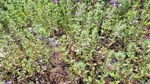 Attēlu rezultāti vaicājumam “Acinos arvensis”