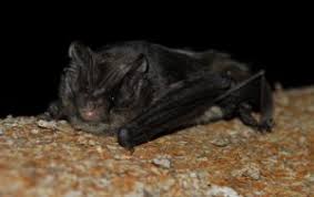 Attēlu rezultāti vaicājumam “Barbastella barbastellus”