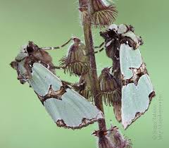 Attēlu rezultāti vaicājumam “Staurophora celsia”