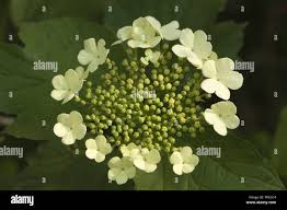 Attēlu rezultāti vaicājumam “Viburnum opulus bud”