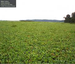 Attēlu rezultāti vaicājumam “Pistia stratiotes”