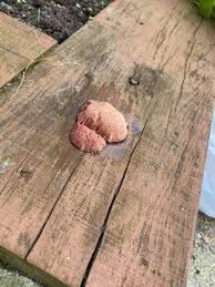 Attēlu rezultāti vaicājumam “Symphytocarpus flaccidus young”