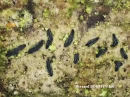 Attēlu rezultāti vaicājumam “Alyxoria varia”