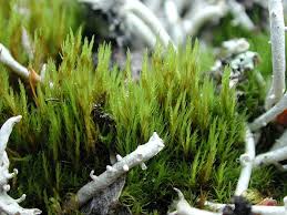 Attēlu rezultāti vaicājumam “Ditrichum flexicaule”