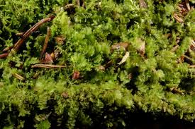 Attēlu rezultāti vaicājumam “Calypogeia suecica”