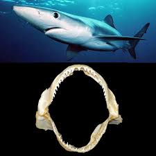 Image result for Prionace glauca