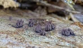 Attēlu rezultāti vaicājumam “Symphytocarpus trechisporus sessile”