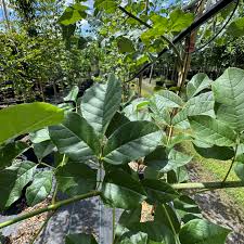 Attēlu rezultāti vaicājumam “Fraxinus pennsylvanica”