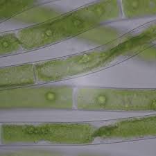 Attēlu rezultāti vaicājumam “Comatricha elegans var. microspora”