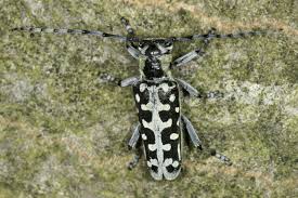 Attēlu rezultāti vaicājumam “Saperda scalaris”