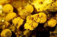 Attēlu rezultāti vaicājumam “Trichia varia sessile”