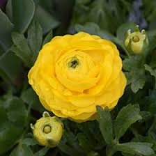 Attēlu rezultāti vaicājumam “Ranunculus acris flower”