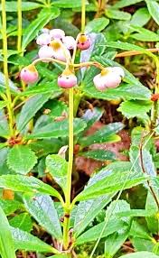 Attēlu rezultāti vaicājumam “Chimaphila umbellata flower”