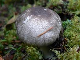 Attēlu rezultāti vaicājumam “Pachyphloeus melanoxanthus”