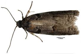 Attēlu rezultāti vaicājumam “Eana incanana”