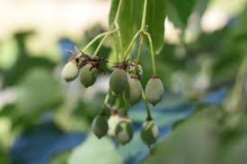 Attēlu rezultāti vaicājumam “Tilia tomentosa fruit”