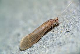 Attēlu rezultāti vaicājumam “Oecetis ochracea”