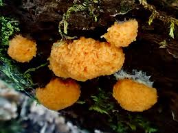 Attēlu rezultāti vaicājumam “Tubifera ferruginosa (subsp. ferruginosa) spores”