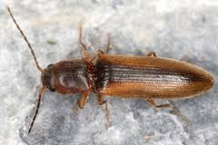 Attēlu rezultāti vaicājumam “Dalopius marginatus”