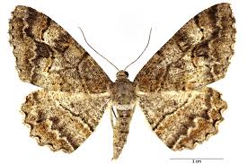 Attēlu rezultāti vaicājumam “Alcis repandata”