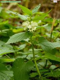 Attēlu rezultāti vaicājumam “Lamium album”